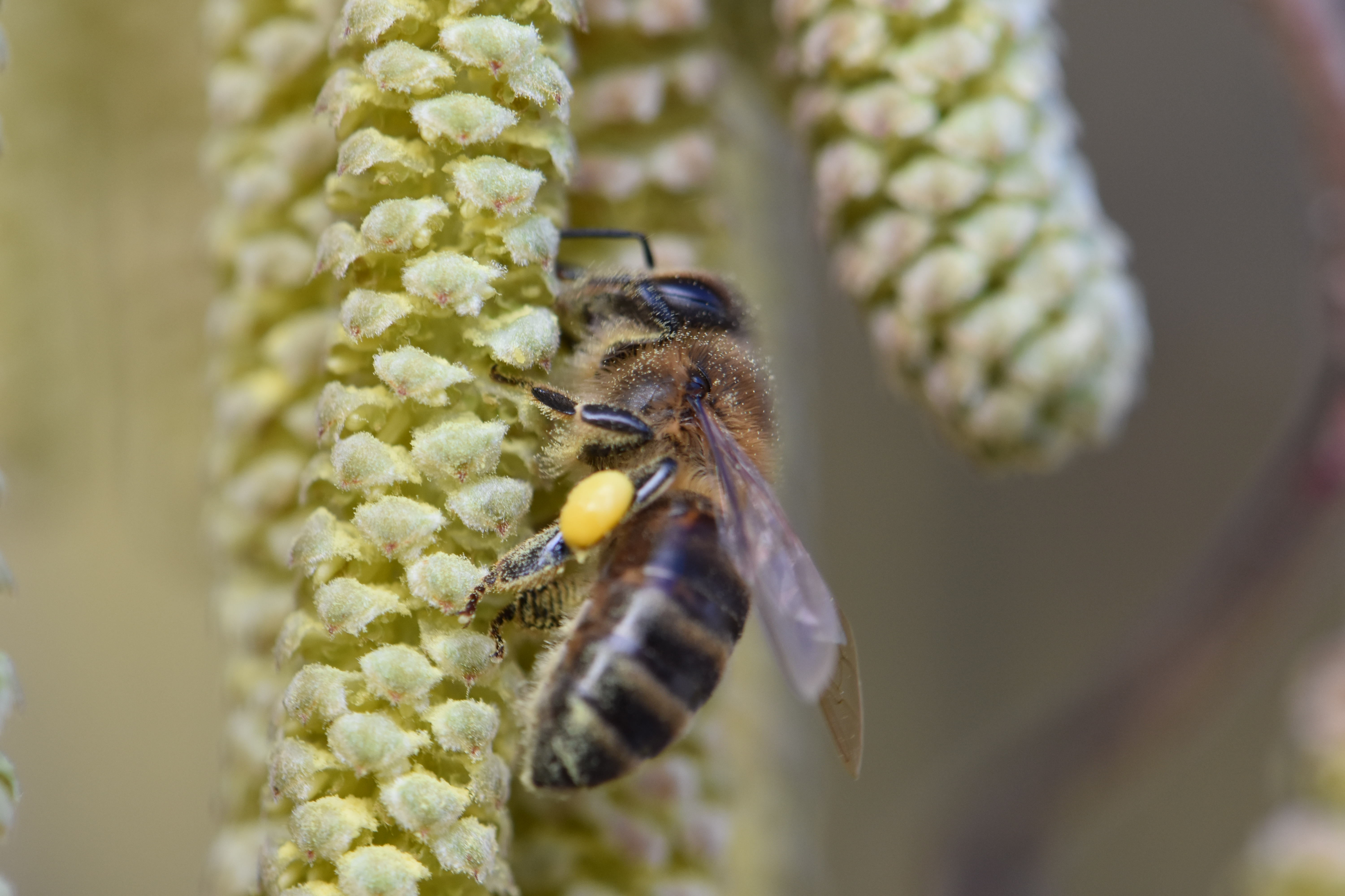 Pollensammeln an hasel